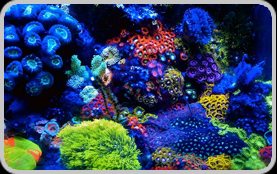 Acquariologia. Pesci tropicale dolce e marino, coralli, invertebrati,  acquari, mangimi e accessori